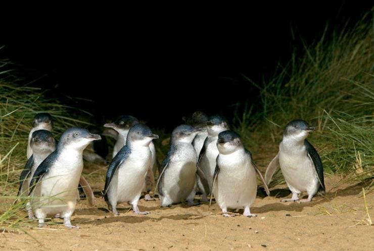 ビクトリア州、フィリップ島、フィリップ島自然公園、ペンギンの群れ © Phillip Island Nature Park