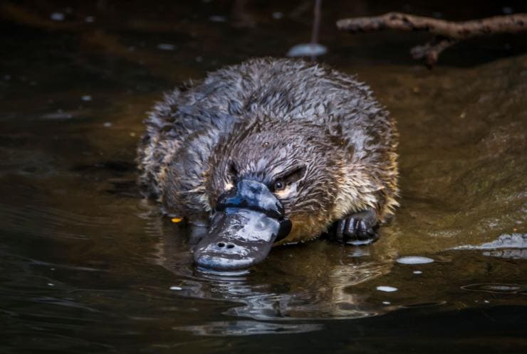 タスマニア州、岩の上で休むカモノハシ © Ash Thomson Photography