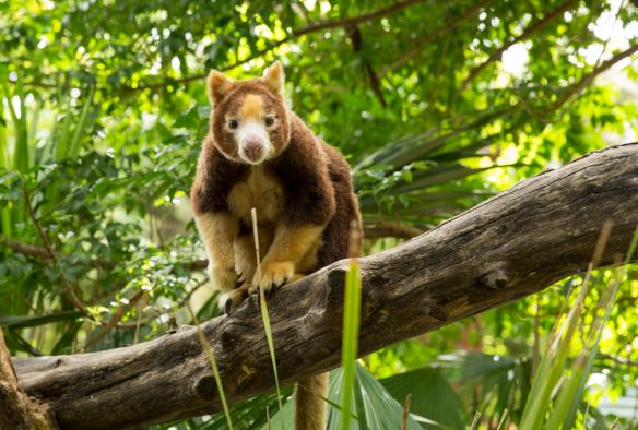 南オーストラリア州、アデレードのアデレード動物園で木々の葉を背にして枝の上に腰かけている、キノボリ・カンガルー © Tourism Australia