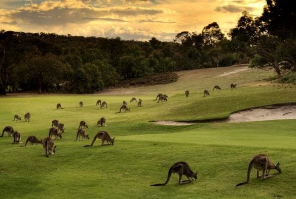 ビクトリア州、アングルシー、アングルシー・ゴルフ・クラブ、夕暮れ時に草を食むカンガルーの群れ © Anglesea Golf Club