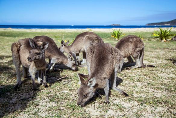 ニュー・サウス・ウェールズ州、ムラマラン国立公園、ペブリー・ビーチの砂浜と海に隣接した草原に立つカンガルーの群れ © Tourism Australia