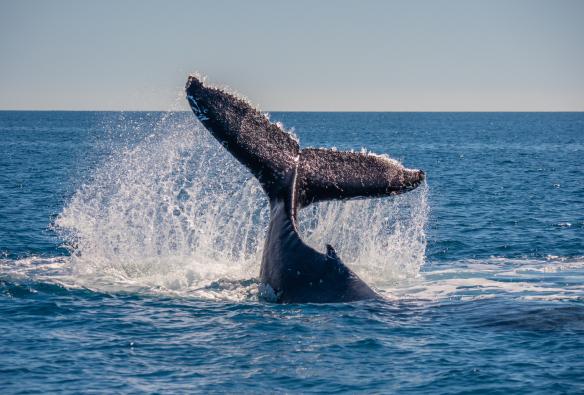 クイーンズランド州、ハービー・ベイのツアーにて、ザトウクジラの尾びれ © Tourism Australia