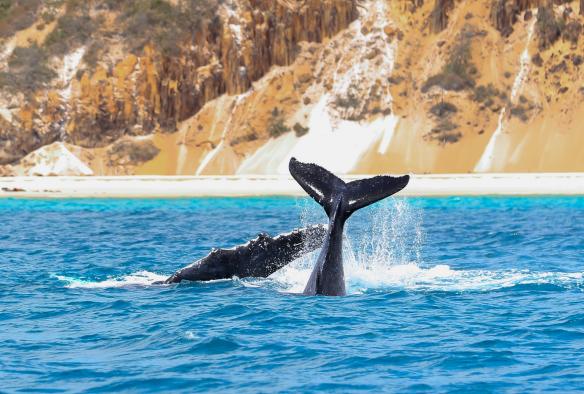クイーンズランド州、ガリ（フレーザー島）、濃い青海からクジラ尾跳ねる砂浜と岩背景 © Tourism Australia