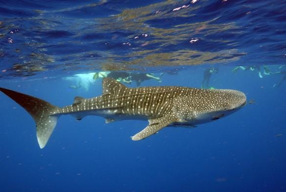 西オーストラリア州、エクスマウス、水中を泳ぐジンベイザメ © Exmouth Dive and Whalesharks Ningaloo 