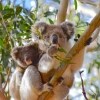 ビクトリア州、ユー・ヤングス・リージョナル・パーク、木の上にいるコアラ © Koala Clancy Foundation