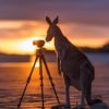 케이프 힐스버러 국립공원에서 카메라를 들여다보고 있는 캥거루 © 매트 글래스톤베리(Matt Glastonbury)/퀸즐랜드주 관광청