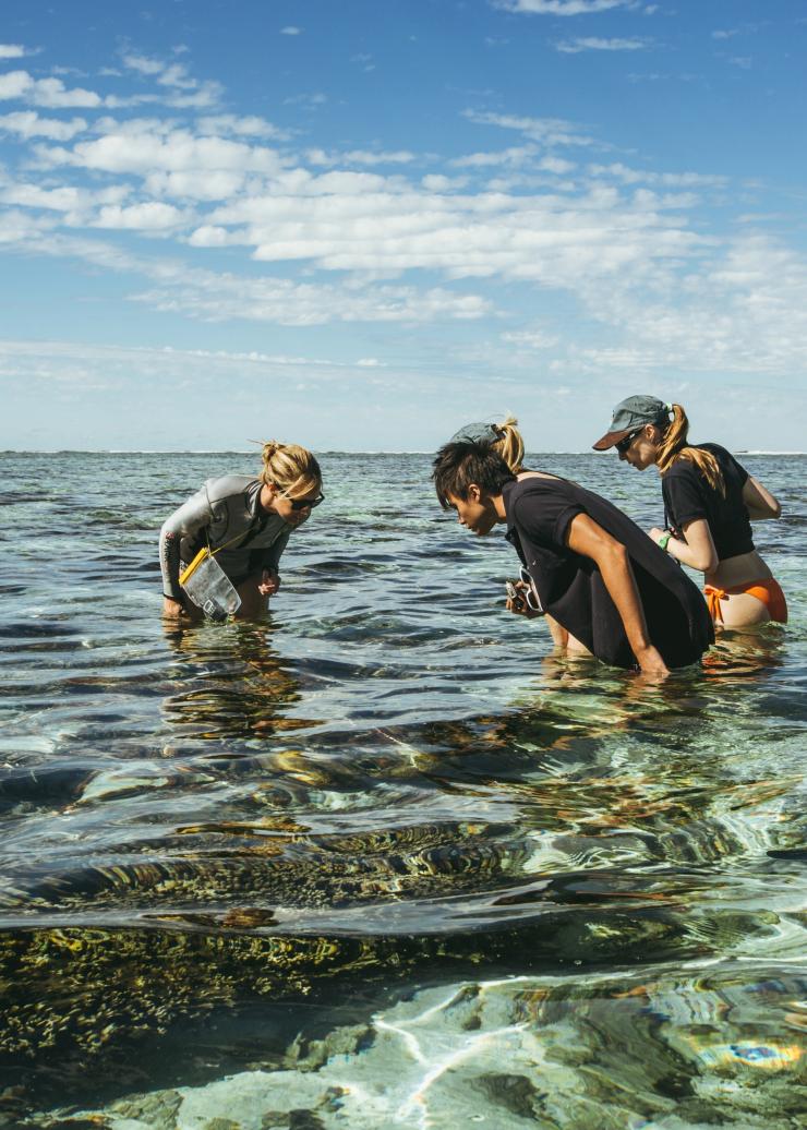 산호초 연구, 레이디 엘리어트 아일랜드, 그레이트 배리어 리프, 퀸즐랜드 © 호주정부관광청