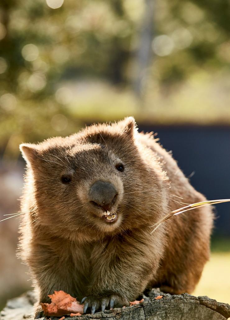 심비오 야생동물 공원, 헬린스버그, 뉴사우스웨일스 © 뉴사우스웨일스주 관광청