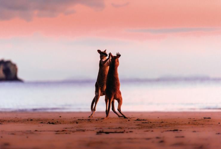 케이프 힐스버러 국립공원, 맥케이,퀸즐랜드 © 크리스 맥클레넌(Chris McLennan)
