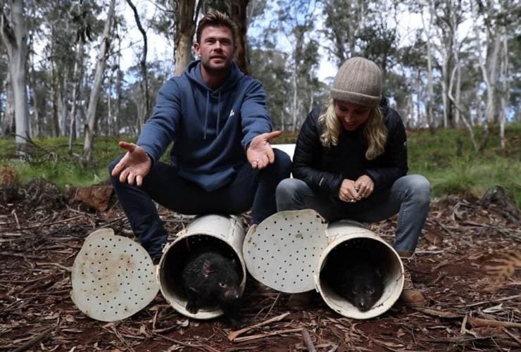 배우 엘사 파타키와 크리스 헴스워스가 태즈메이니아 데블을 호주 본토의 야생지대에 방사하는 활동을 돕고 있습니다. © 와일드아크 및 오지 아크