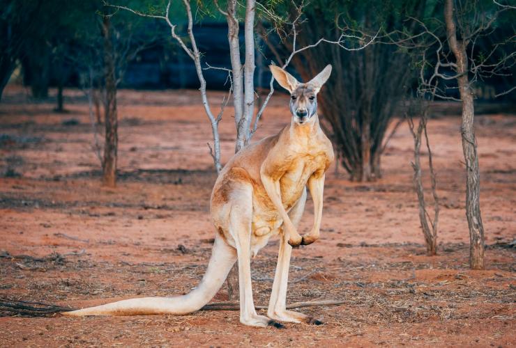 Một chú kangaroo nhìn thẳng vào ống kính tại Khu bảo tồn Kangaroo Alice Springs, thị trấn Alice Springs, Lãnh thổ phía Bắc © Tourism NT/Jewels Lynch