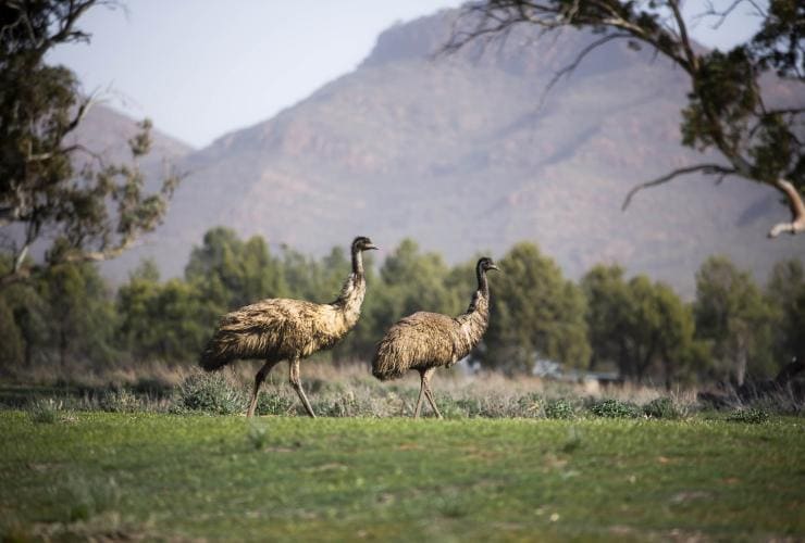 Wilpena Pound Resort, Dãy núi Flinders, Tiểu bang Nam Úc © Tourism Australia