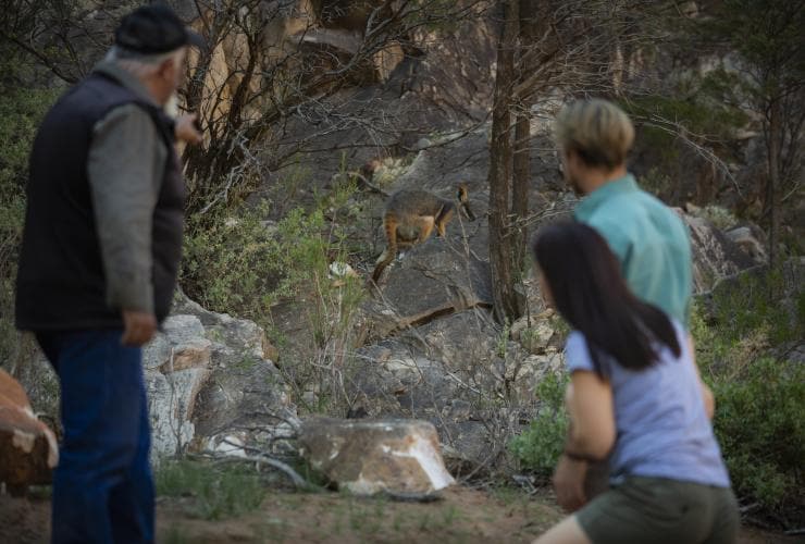 Dãy núi Flinders, Tiểu bang Nam Úc © Tourism Australia