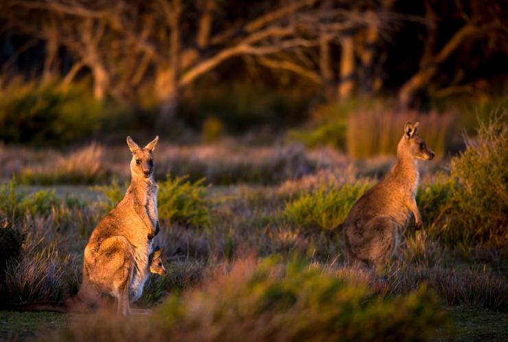 wukalina Walk, Vịnh Lửa, Tasmania © The wukalina Walk
