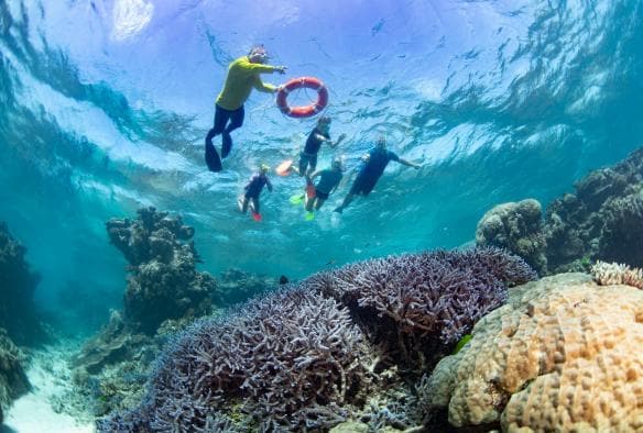 Dreamtime Dive and Snorkel, Thành phố Cairns, Tiểu bang Queensland © Tourism and Events Queensland