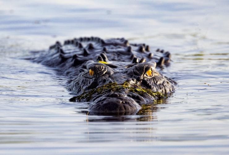 Yellow Water Cruises, Kakadu National Park, Northern Territory © Tourism Australia/Nicholas Kavo