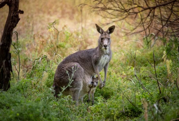 Worn Gundidj @ Tower Hill, VIC © Tourism Australia