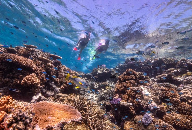 Two people snorkelling above a coral reef with schools of colourful fish during a tour with Dreamtime Drive and Snorkel, Great Barrier Reef. Cairns, Queensland © Tourism and Events Queensland