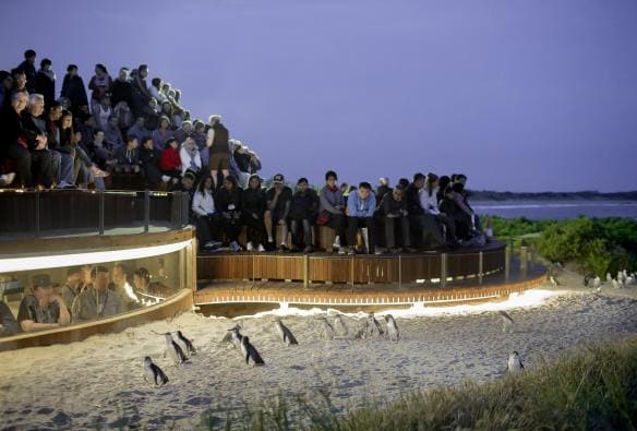 Nhóm khách tham quan nhìn các chú chim cánh cụt đi trên bãi biển trong chương trình Penguin Parade, Đảo Phillip, Victoria © Warren Reed