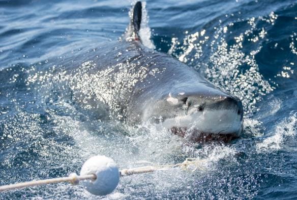 Calypso Dive Charters, Neptune Islands, SA © Tourism Australia