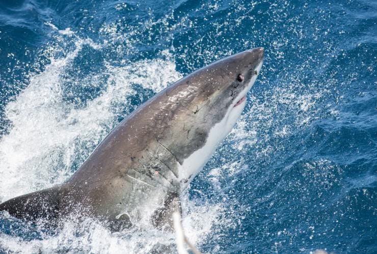 Calypso Dive Charters, Neptune Islands, SA © Tourism Australia