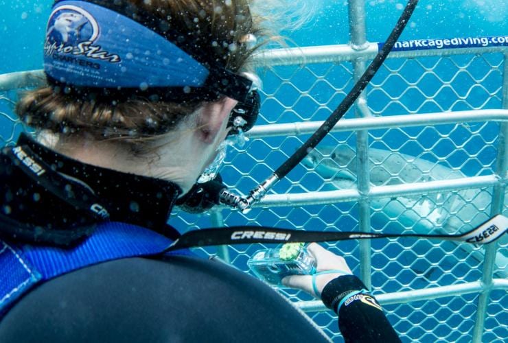 Calypso Dive Charters, Neptune Islands, SA © Tourism Australia