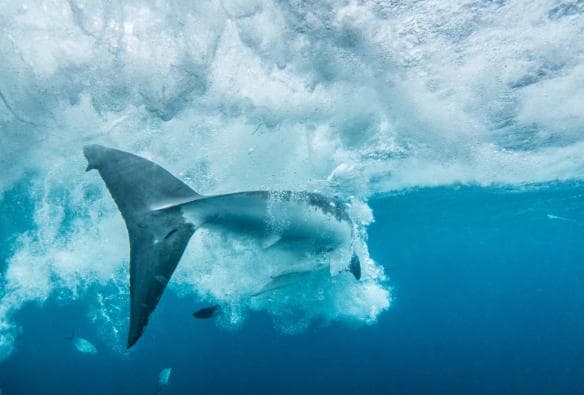 Calypso Dive Charters, Neptune Islands, SA © Tourism Australia