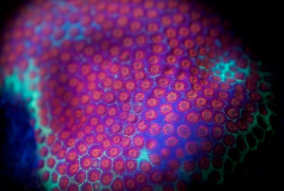 Fluoro diving, Divers Den © Entrada Travel Group