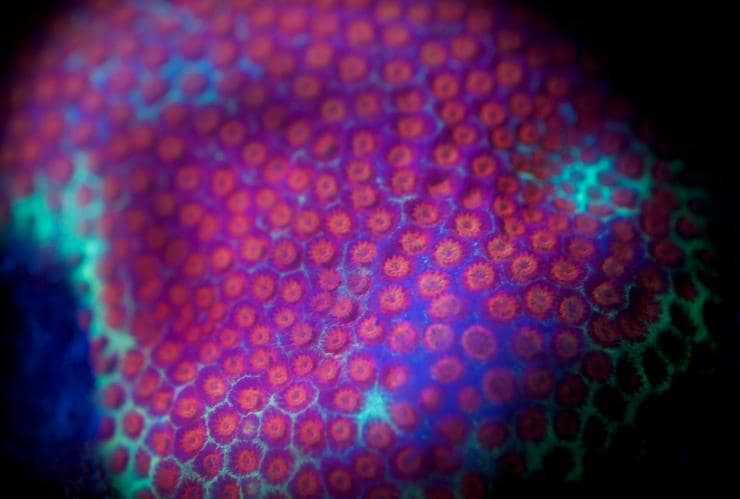 Fluoro diving, Divers Den © Entrada Travel Group