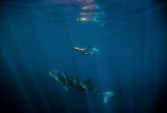 Whale Shark, Ningaloo Marine Park, WA © Tourism Western Australia