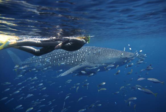 Whale Shark, Ningaloo Marine Park, WA © Sal Salis