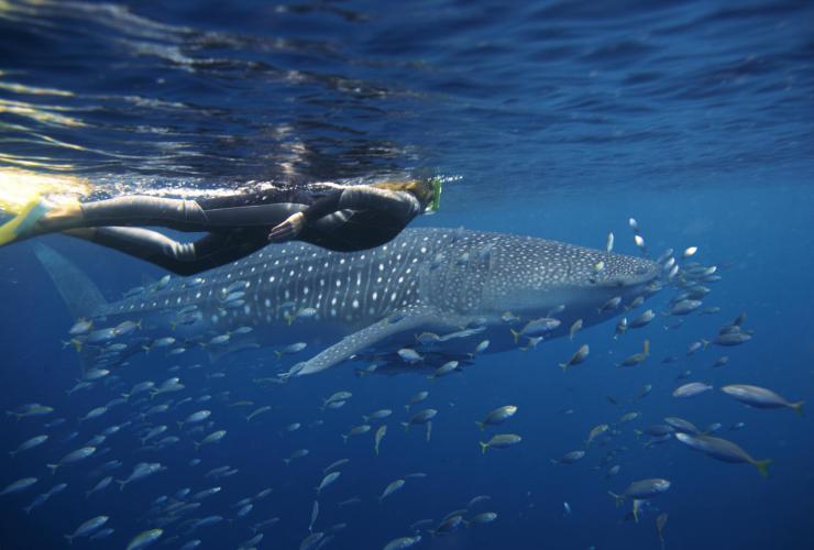 Whale Shark, Ningaloo Marine Park, WA © Sal Salis