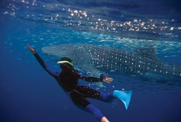 Whale Shark, Ningaloo Marine Park, WA © Tourism Australia