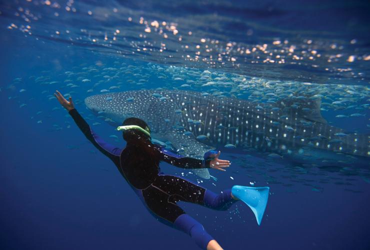 Whale Shark, Ningaloo Marine Park, WA © Tourism Australia