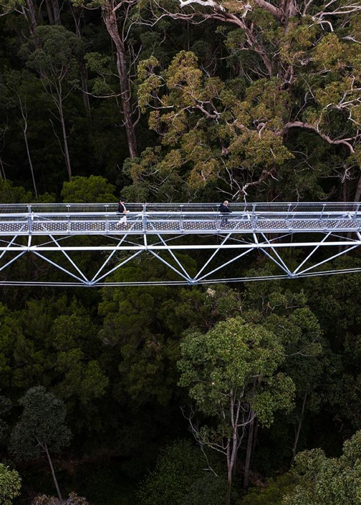 Valley of the Giants, Walpole, WA © Tourism Australia