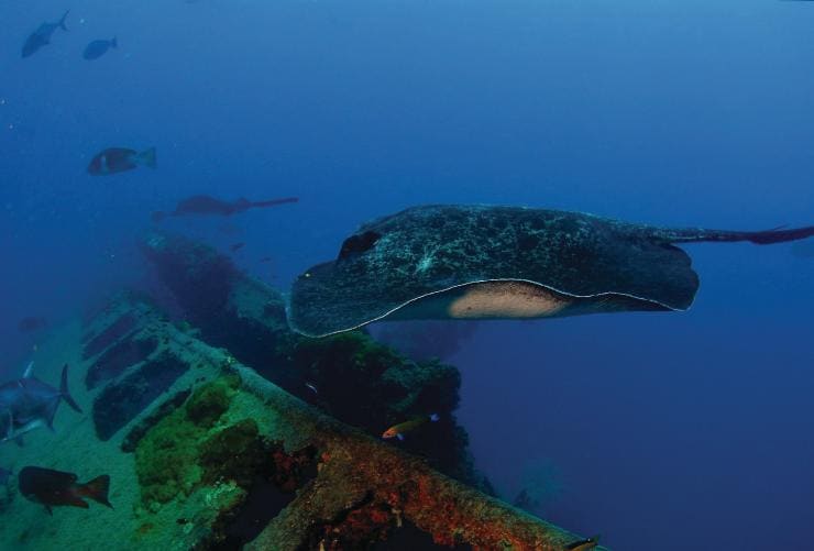 S.S Yongala, Cairns, Queensland © Tourism and Events Queensland/Achim Wetz Photography