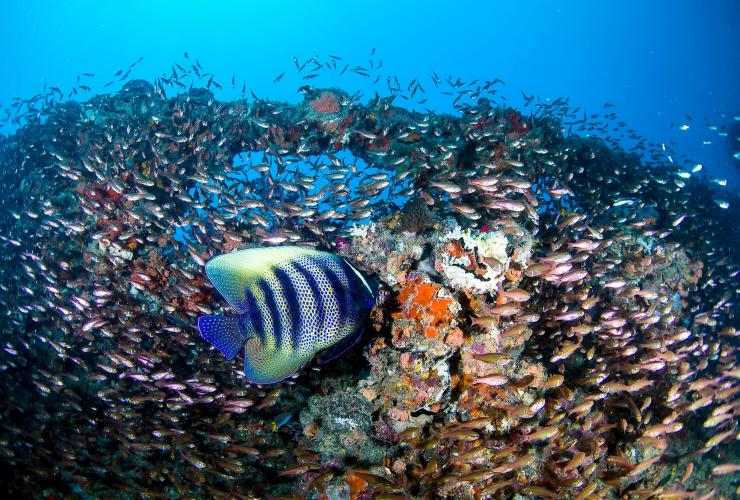 Yongala Shipwreck, Great Barrier Reef, Queensland © Tourism and Events Queensland/Scuba Diver Life