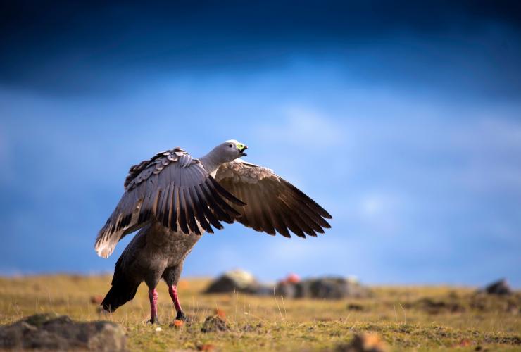 A Cape Barren Goose standing on grass with its wings outstretched on Maria Island, Tasmania © Tourism Tasmania/Rob Burnett