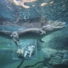 Crocosaurus Cove, Darwin, NT © Tourism Australia