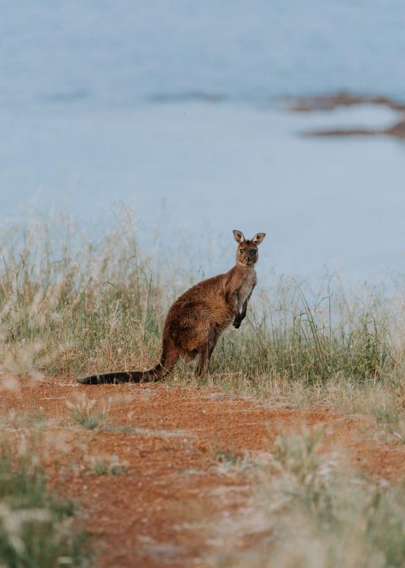 Đảo Kangaroo, SA © Wander/ Remy Brand Creative