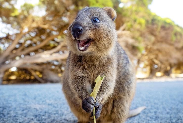 Chuột túi lùn đuôi ngắn Quokka, Đảo Rottnest, Tây Úc © Tourism Australia