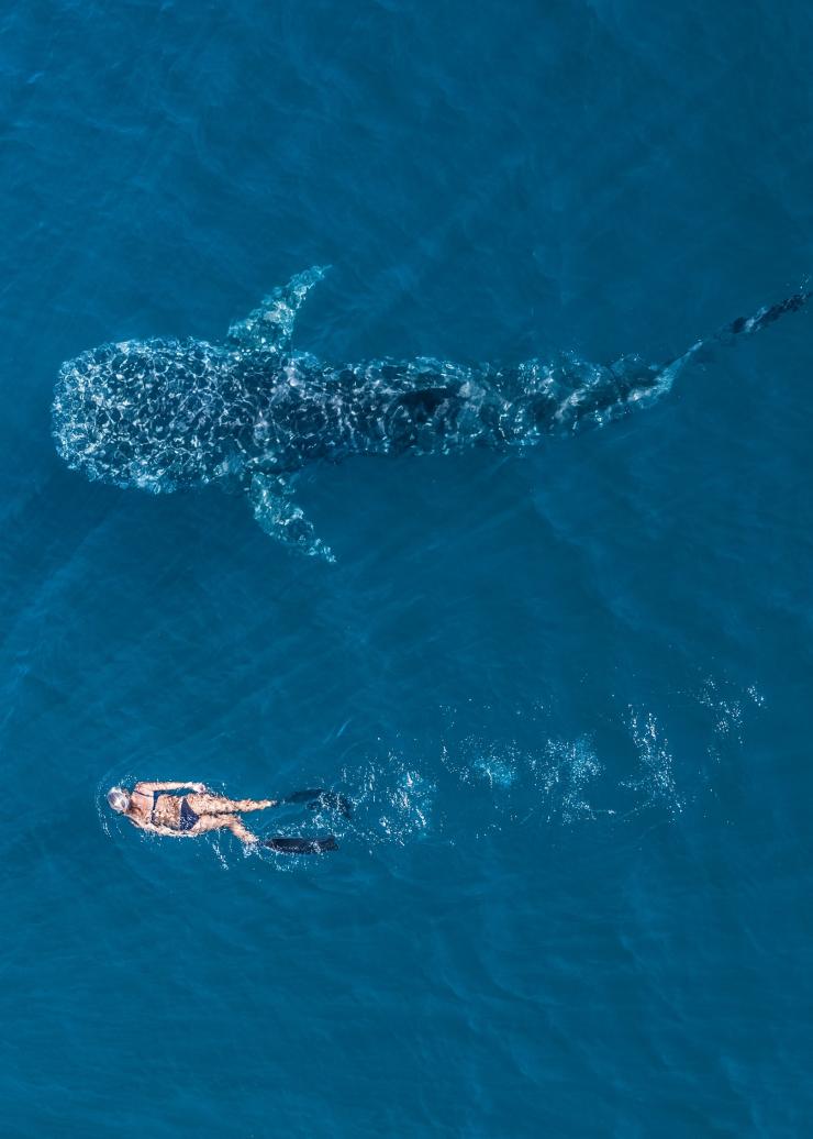 Công viên hải dương Ningaloo, Rạn san hô Ningaloo, Tây Úc © Tourism Western Australia 