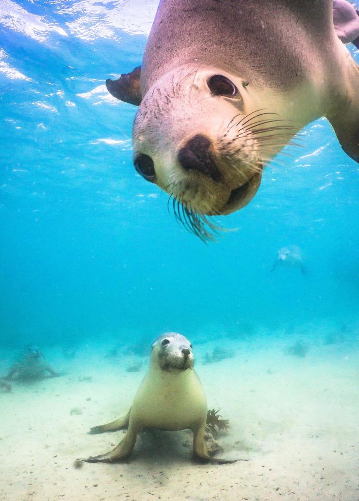 Baird Bay Road, Vịnh Baird, SA © David Edgar