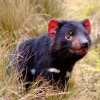 Tasmanian devil in the grass at Cradle Mountain National Park in Tasmania © Tourism Tasmania