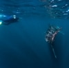 Whale shark swimming at Ningaloo Reef © Tourism Western Australia