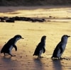 Little penguins, Phillip Island Nature Park, VIC © Phillip Island Nature Park