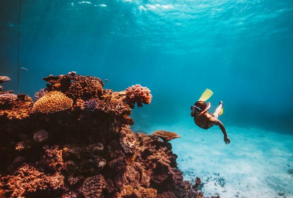 A person snorkelling underwater beside a large, colourful coral reef on the Great Barrier Reef, Queensland © Tourism Tropical North Queensland