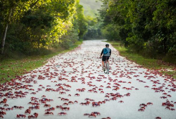 A person riding a bike along a path bordered by trees and covered in crabs during the red crab migration, Christmas Island © Christmas Island Tourism Association