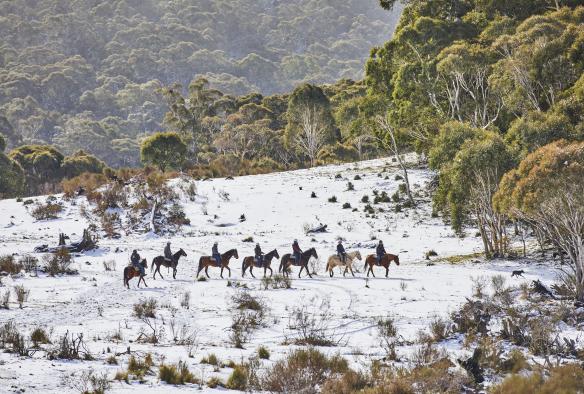 A line of people riding horses through snow-covered bushland with Thredbo Valley Horseriding, Snowy Mountains, New South Wales © Tourism Australia