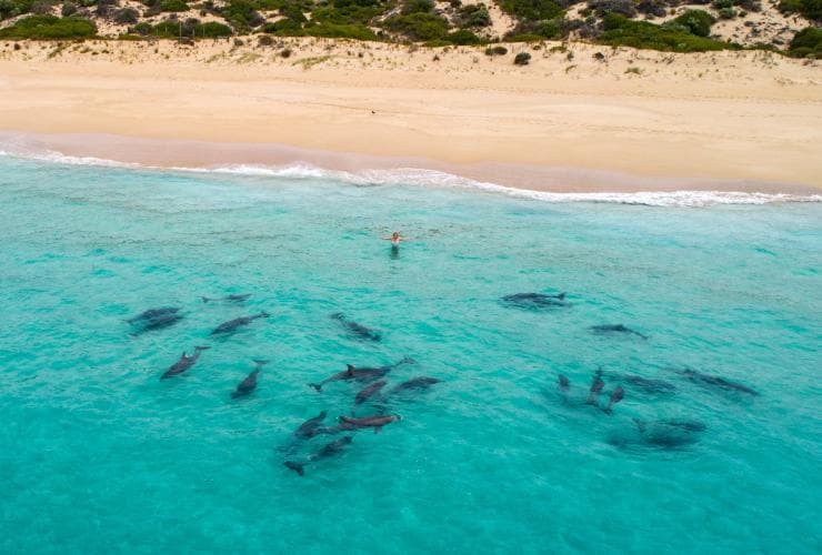 Dolphins along the coast of Wedge Island, Eyre Peninsula, SA © Kane Overall